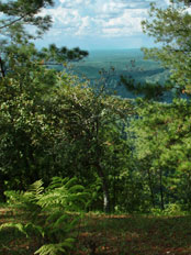 Mountain Pine Ridge Reserve