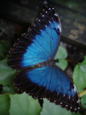 Green Hills Butterfly Farm