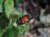 Green Hills Butterfly Farm