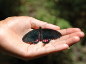 Green Hills Butterfly Farm