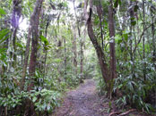 Full Day Jungle Hike
