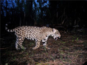 Jaguar Quest Night Hike