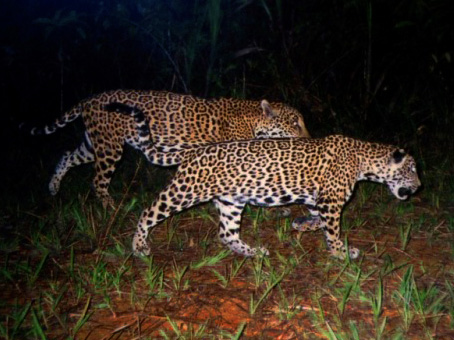 Moonlight Jaguar Quest