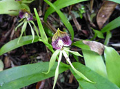 Orchid Heaven Trek