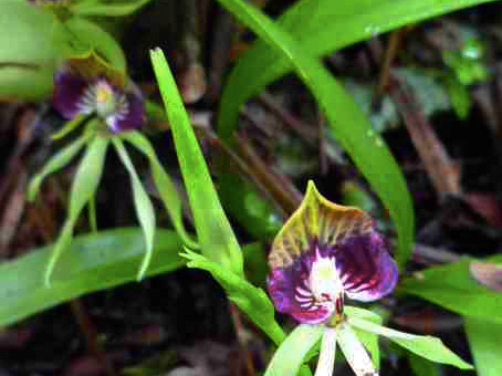 Orchid Heaven Trek