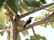 Sunrise Bird Watching