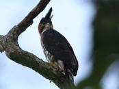 Sunrise Bird Watching