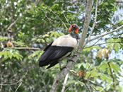 King Vulture