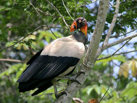 Birding & Raptor Conservation