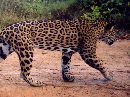 In the Land of the Jaguar
