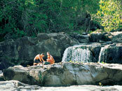Jaguars and Tropical Ecology