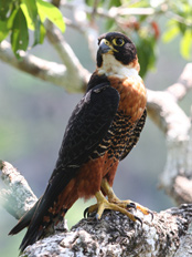 Orange Breasted Falcon