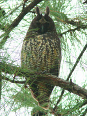 Stygian Owl