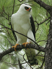 Black & White Hawk Eagle