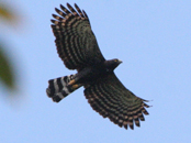 Black Hawk Eagle