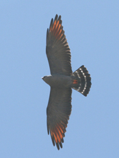 Plumbeous Kite