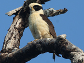 Laughing Falcon