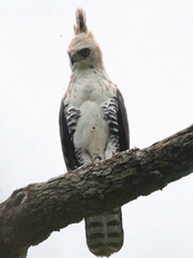 Juvenile Ornate Hawk-Eagle