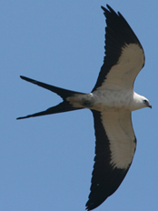 Swallow Tailed Kite