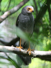 Barred Forest Falcon