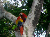 Scarlet Macaw