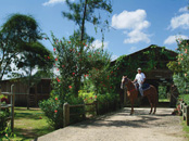 Horse Stables