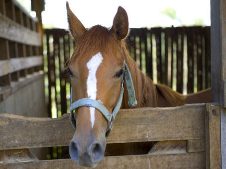 Horse Stables
