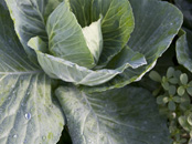 Organic Garden