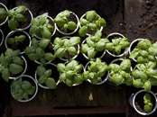 Organic Garden