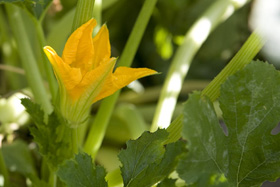 Organic Garden