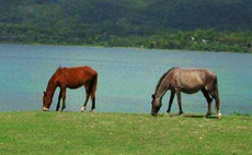 Horseback Riding