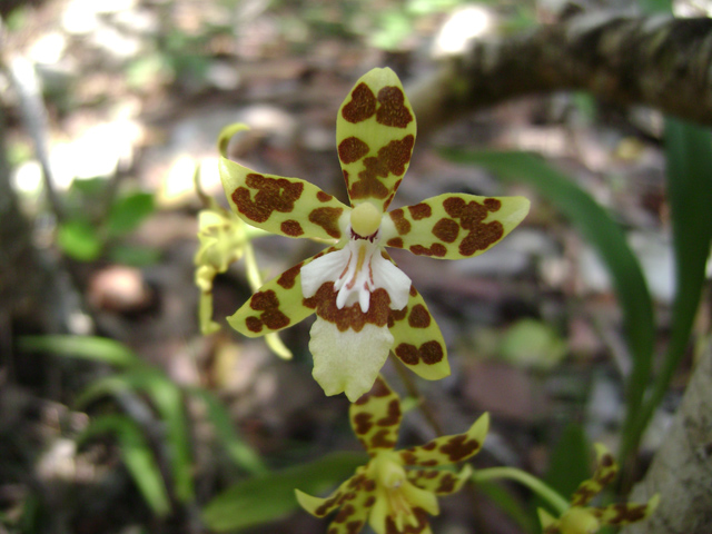 Orchid Rare