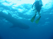 Scuba Diving