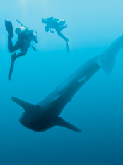 Scuba Diving