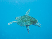 Scuba Diving