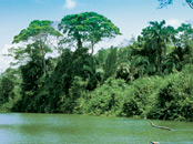 Monkey River