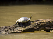 Monkey River