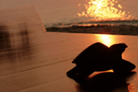 Exclusive 7-Night Package