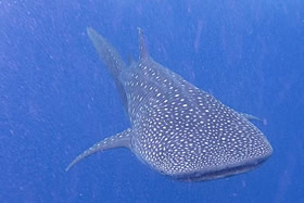 7-Night Scuba Package