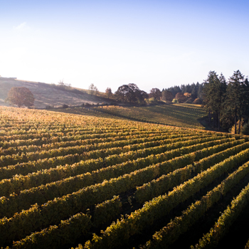 Rolling vineyard hills with trees.