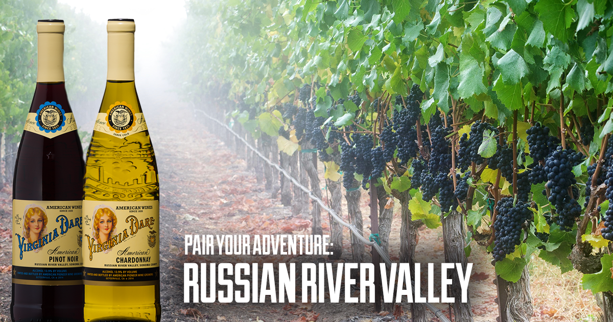 Bottles of Virginia Dare Pinot Noir and Chardonnay wine in a foggy vineyard.