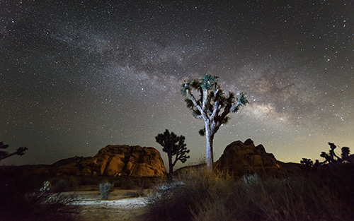 Joshua Tree at night.