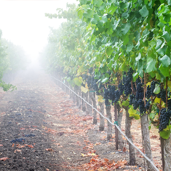 Close up of a fog covered grape vines.